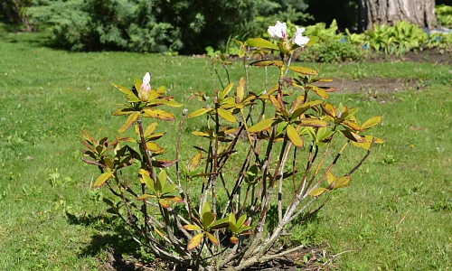 DSC_0259.JPG